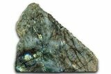 Single Side Polished Labradorite - Madagascar #337283-1